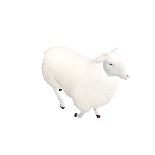 A sheep in full fleece